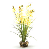 Orchids with River Grass in Glass Dish