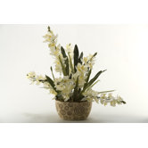 Orchid with Foliage in Oval Ceramic Planter