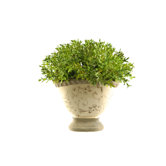 Boxwood Spray in Ceramic Planter