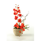 Phael Orchids in Oval Ceramic Planter