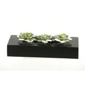Snow Look Echeveria Succulents in Wooden Planter