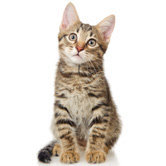 Cat Supplies