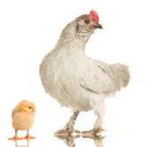 Livestock & Wild Bird