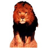 Lion Life-Size Cardboard Stand-Up