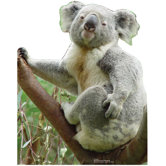 Koala Bear Cardboard Stand-Up
