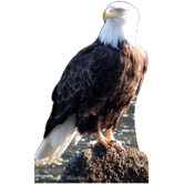 Eagle Cardboard Stand-Up