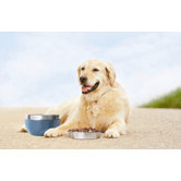 Dog Wander Pail