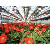 Expansion Mansion Polyethylene and Polycarbonate Commercial Greenhouse
