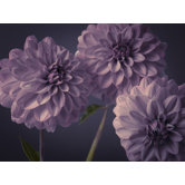 Dahlia Cluster Canvas
