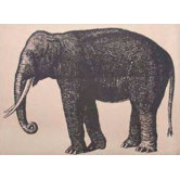 Elephant Placemat