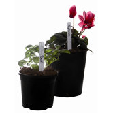 plant marker