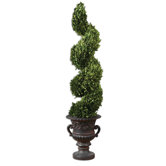 Preserved Boxwood, Spiral Topiary