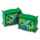Cross-section Plant Cell Model