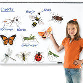 Giant Magnetic Insects (Set of 14)