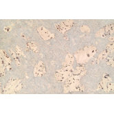 Colors 12" Engineered Cork in Odysseus-Polar