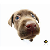 CleanScreen Cloth - Chocolate Lab
