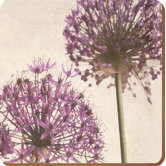 Purple Allium Coasters (Set of 6)