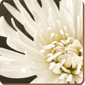 Chrysanthemum Coasters  (Set of 6)