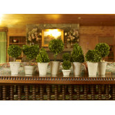 Preserved Boxwoods Preserved Greens 8 Piece Assortment