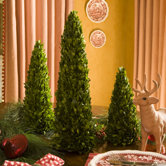 Preserved Boxwoods Preserved Greens High Cone No Pots (Set of 3)