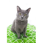 Title Track Round Cat Duvet
