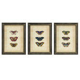 Butterfly Collection Wall Art (Set of Three)