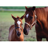 Mare & Foal Cardboard Jigsaw Puzzle