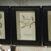 Six Point Seashell Shadowbox