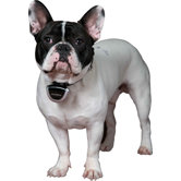 Pet Sales