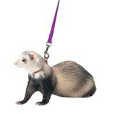 Harness / Lead Set for Ferret