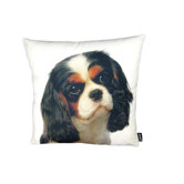 Cavalier King James Pillow
