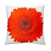 Red Gerbera Pillow
