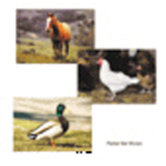 Farm Animal Poster Set Set Of 10