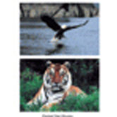 Wild Animal Poster Set Set Of 10