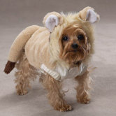 Lil Lion Dog Costumes