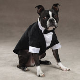 Yappily Ever After Dog Groom Tuxedo