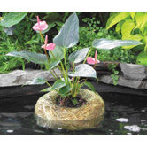 Barley Straw Planter