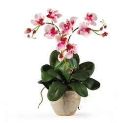 Phalaenopsis Silk Orchid Plant in Pink