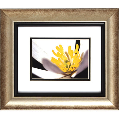 Propac Images White Poccoon I / II Wall Art (Set of 2)