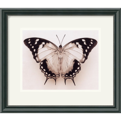 Amanti Art Polyura Pyrrhus - Ventral View by Raquel Edwards Framed Fine Art Print - 13.46" x 15.46"