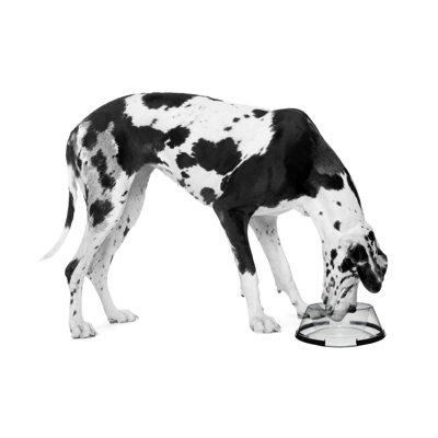Petprojekt Dogbol Dog Bowl