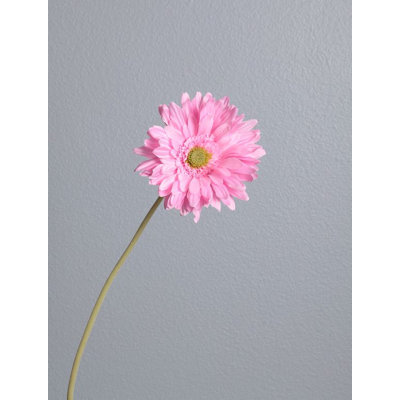 Heart to Heart Gerber Daisy Flower Wall Border
