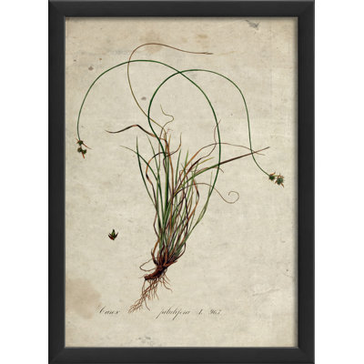 botanical framed artwork graphic blueprint wayfair