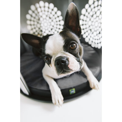 DenHaus BowHaus Modern Dog Crate