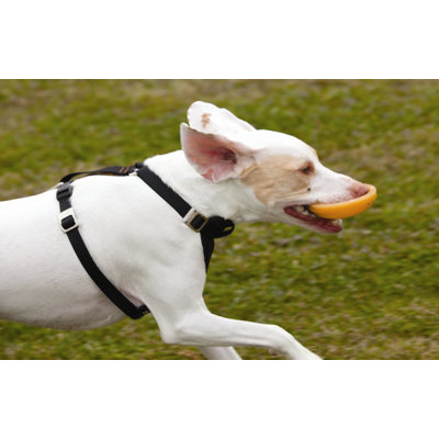 Kurgo Winga Disc Thrower Dog Toy