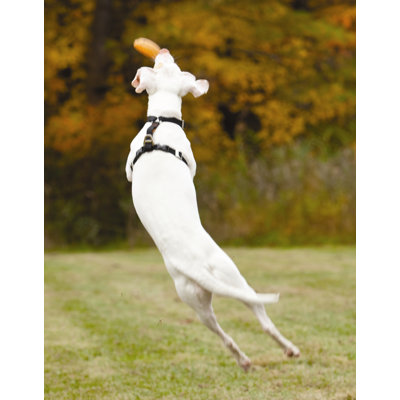Kurgo Winga Disc Thrower Dog Toy