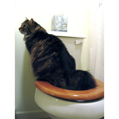 CitiKitty Cat Toilet Training Kit