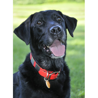 The Perfect Leash The Perfect 1" Dog Collar