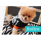 Must Have Halloween Costumes for Your Pet